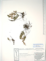 Pulsa para ver el original