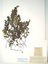 Pulsa para ver el original