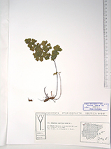 Pulsa para ver el original