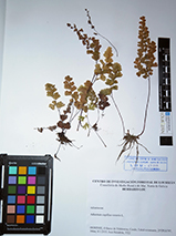 Pulsa para ver el original