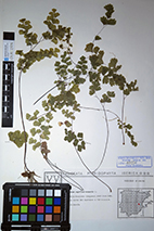 Pulsa para ver el original